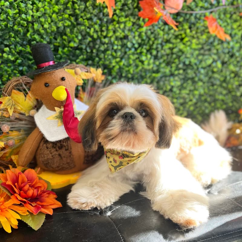 Groomed tan-and-white shih tzu in a bandana lying among autumn leaves in front of the green hedge wall