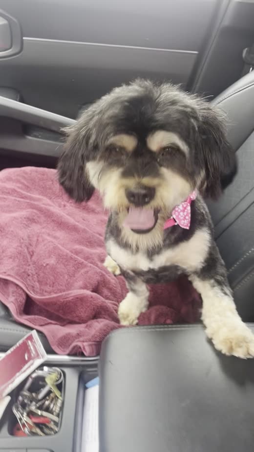 Small black-and-white dog with a neat trim and pink bow sitting on a pink towel
