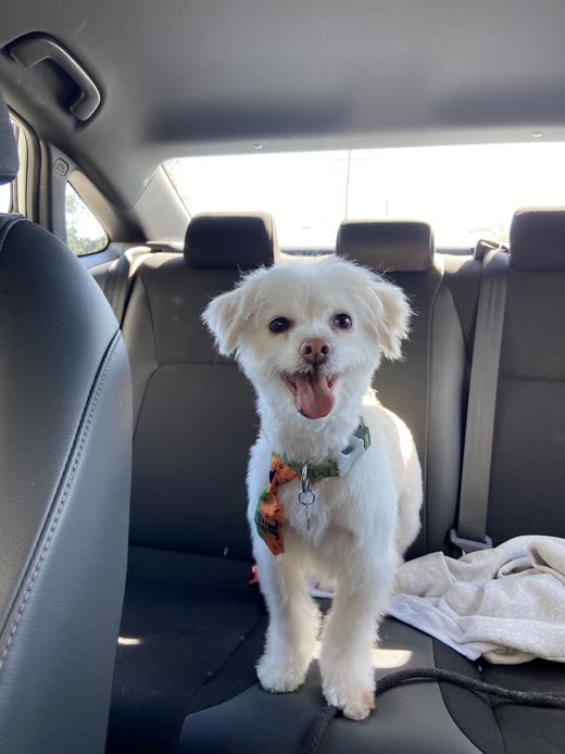 Small white fluffy dog with a fresh trim, tongue out, on a car back seat