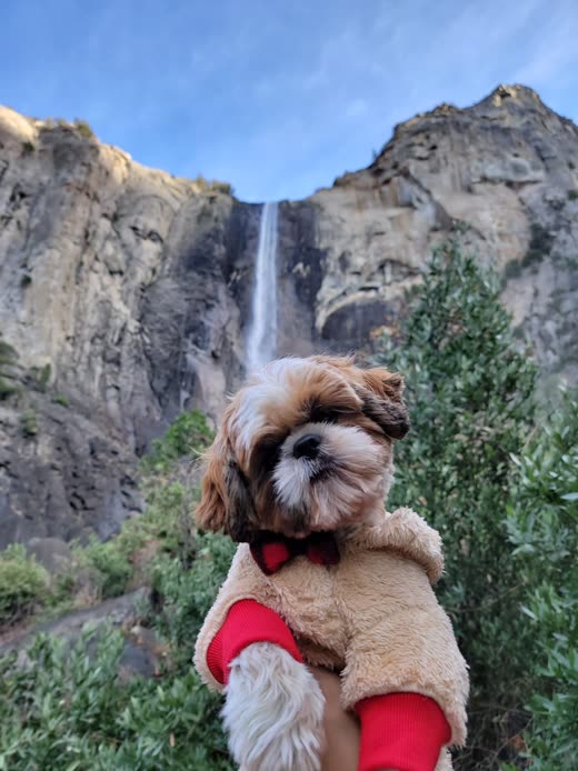 Fluffy groomed shih tzu wearing a red bow tie, held up outdoors